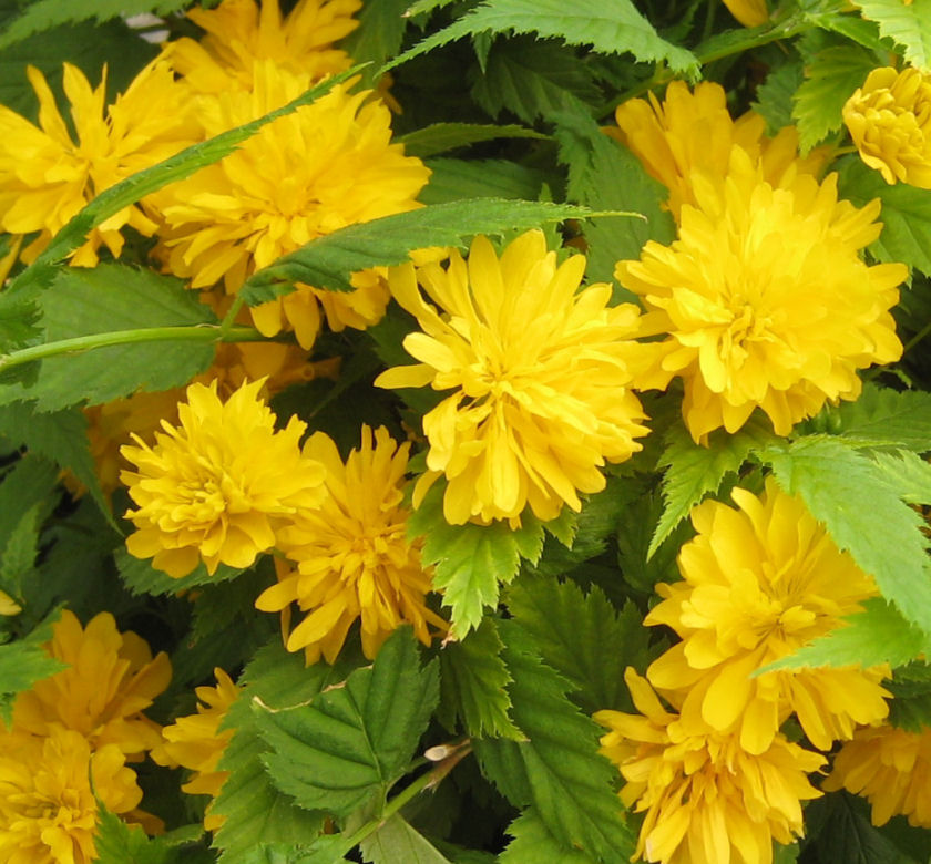 Double Japanese Kerria Natorp's Online Plant Store